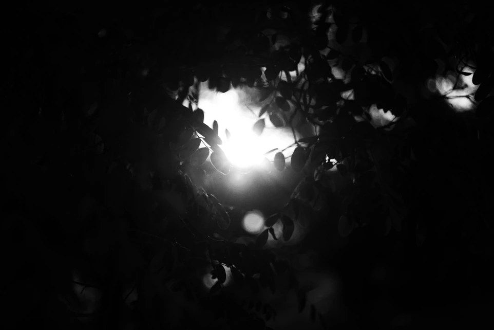 Sunlight filtering through dark leaves at night